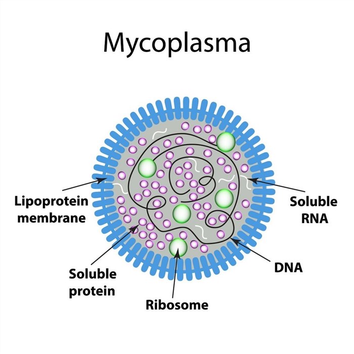 Mycoplasma: Antibody Discovery and Epitope Identification