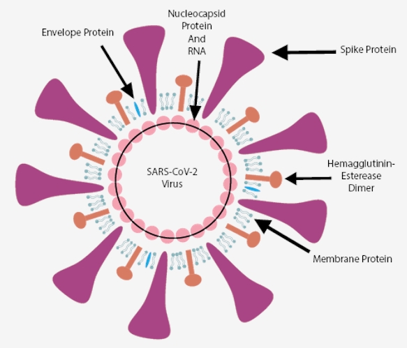 Schematic diagram of SARS-CoV-2.