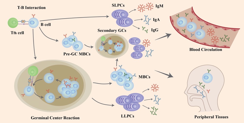 The role of B cells in COVID-19 infection and re-infection.