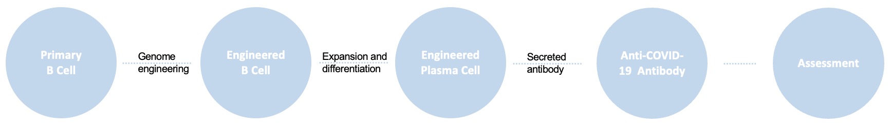 B cell engineering service for anti-COVID-19 antibody delivery.