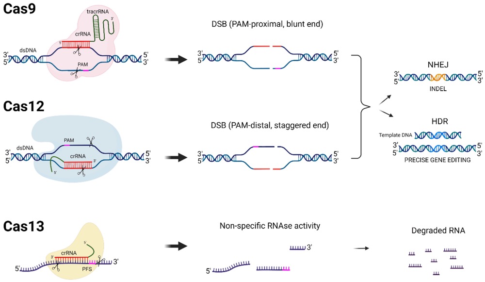 DNA- and RNA-targeting CRISPR-Cas systems.