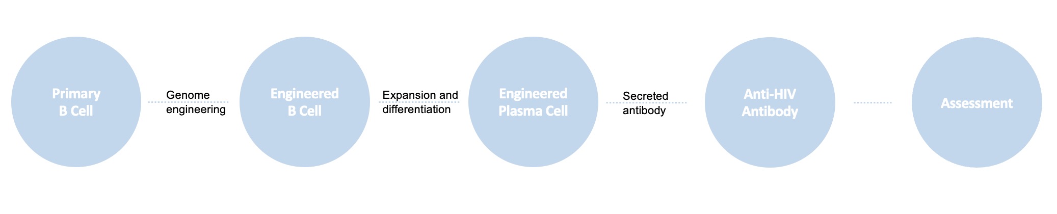 B cell engineering service for anti-HIV antibody delivery. (Creative Biolabs)