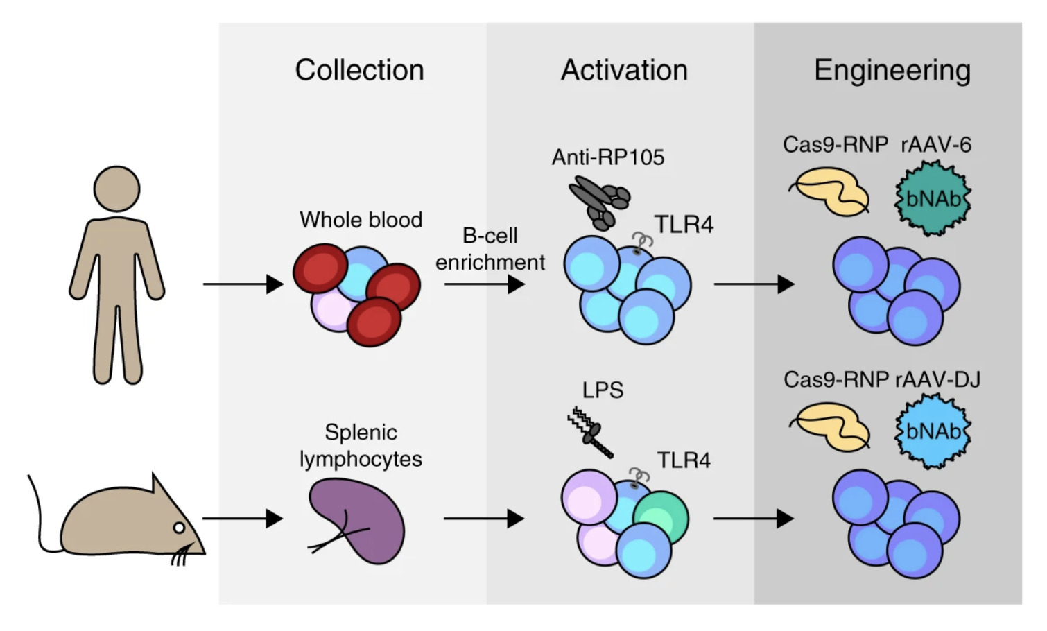 The protocol of the human and mouse B cell engineering.