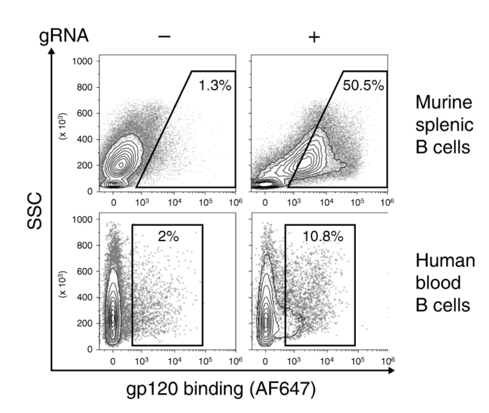 Flow cytometry of binding of the HIV gp120 antigen by the 3BNC117 BCR.