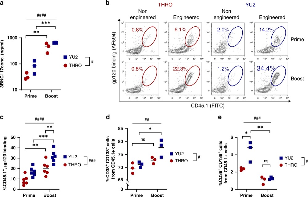 Adoptively transferred engineered B cells enable memory retention upon immunization.