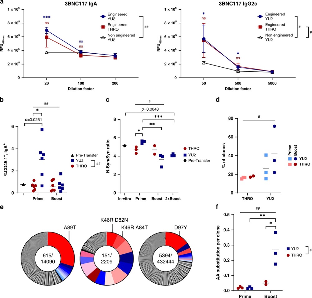 Adoptively transferred engineered B cells can clonal expansion upon immunization and undergo CSR.