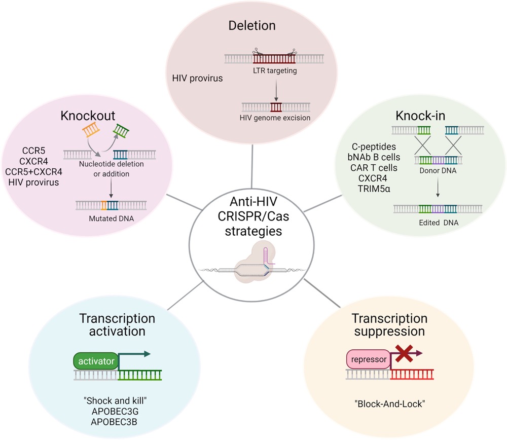 CRISPR/Cas anti-HIV approaches.