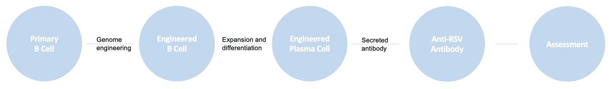 B cell engineering service for anti-RSV antibody delivery.