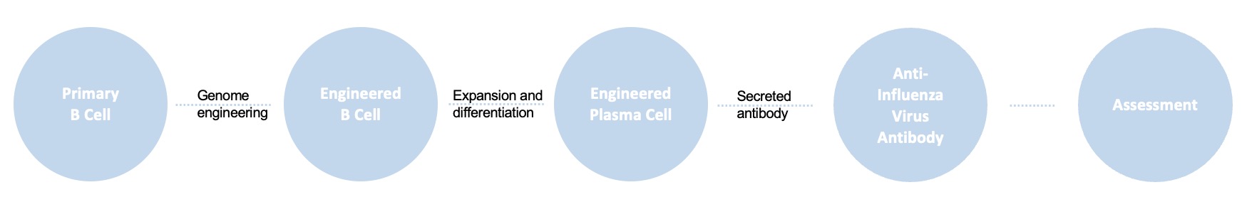 B cell engineering service for anti-influenza virus antibody delivery.