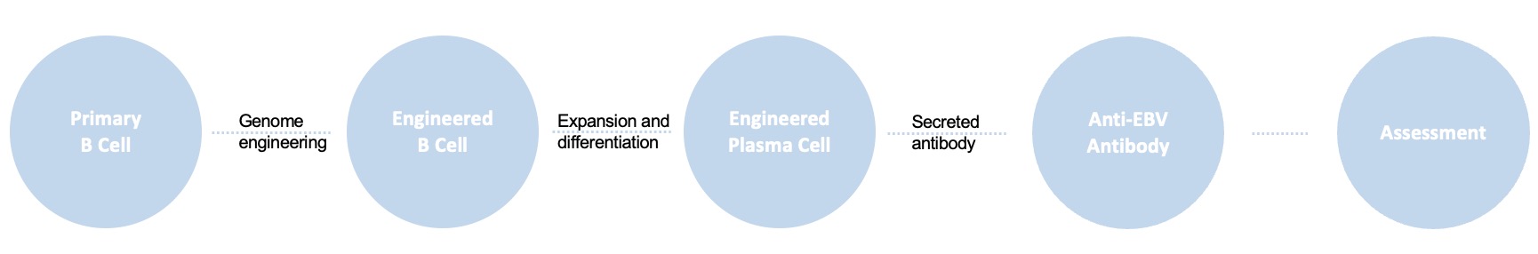 B cell engineering service for anti-EBV antibody delivery.