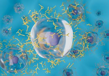 Fig.2 B Cell Differentiation Services. (Creative Biolabs Authorized)
