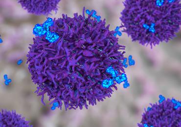 Fig.3 One-Stop Solution for B Cell Engineering. (Creative Biolabs Authorized)