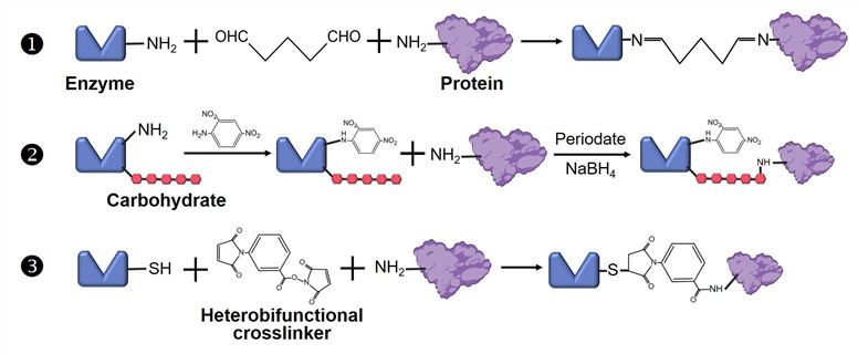 Fig.1 Strategies for linking proteins to enzymes. (Creative Biolabs Original)