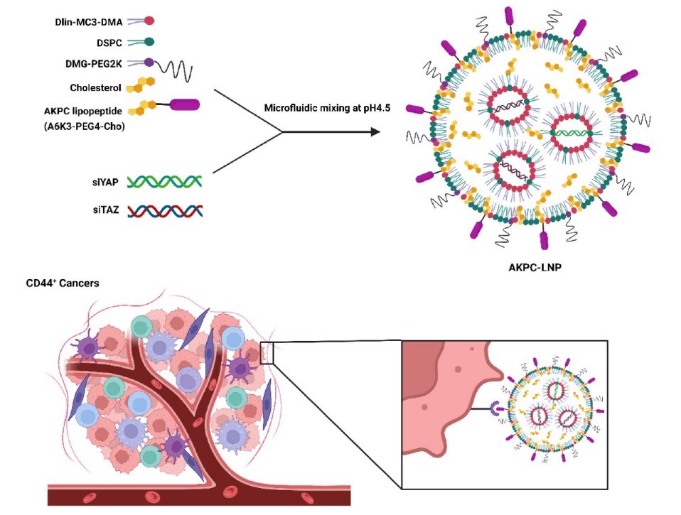 Fig.1 Peptide-modified LNPs for targeted therapeutic gene delivery to CD44+ cancer cells. (OA Literature)