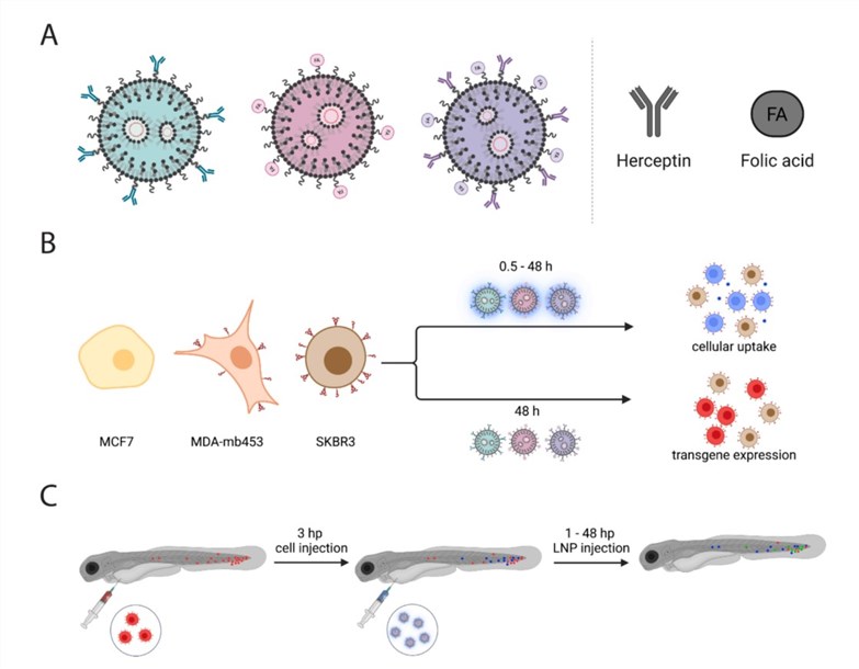 Fig.1 Development and targeting assessment of dual-targeted lipid nanoparticles. (OA Literature)