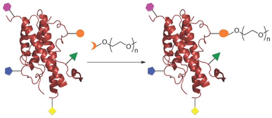Schematic illustration of site-specific PEGylated modification of a protein. (OA Literature)