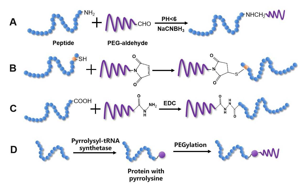 Fig.1 Methods for targeted PEGylation of peptides. (Creative Biolabs Original)