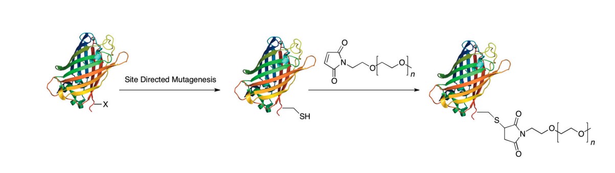 Fig.1 Protein PEGylation with site-specificity is accomplished by chemically modifying cysteine. (OA Literature)