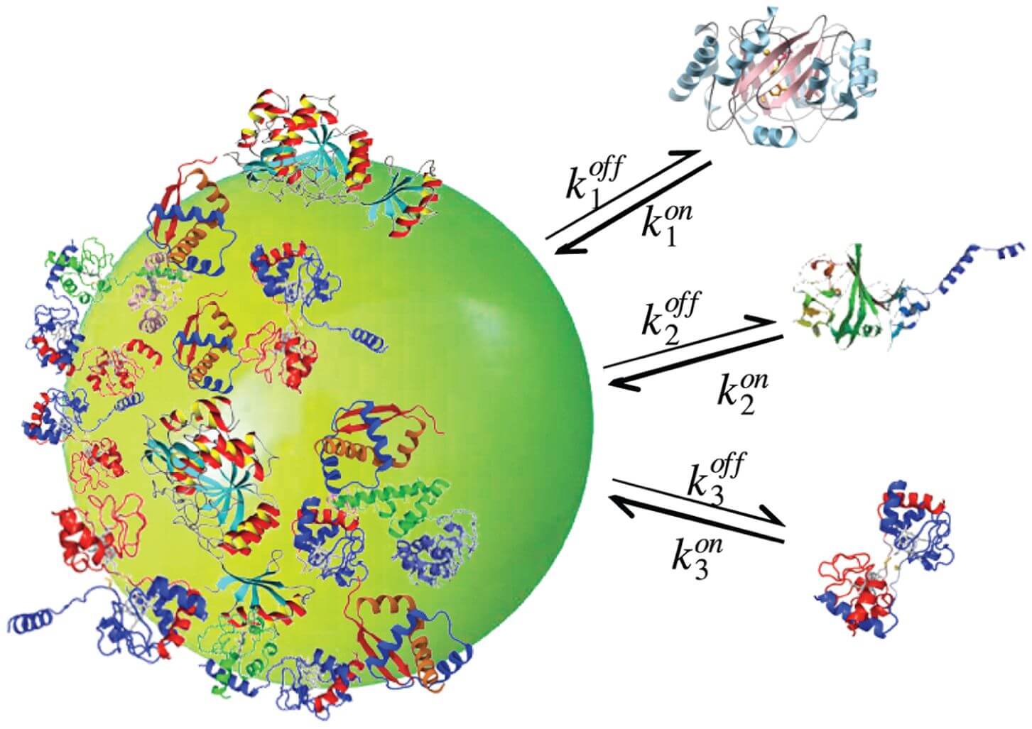 Figure 2: Illustration of the Nanoparticle-Protein Corona Formation Process. (OA Literature)