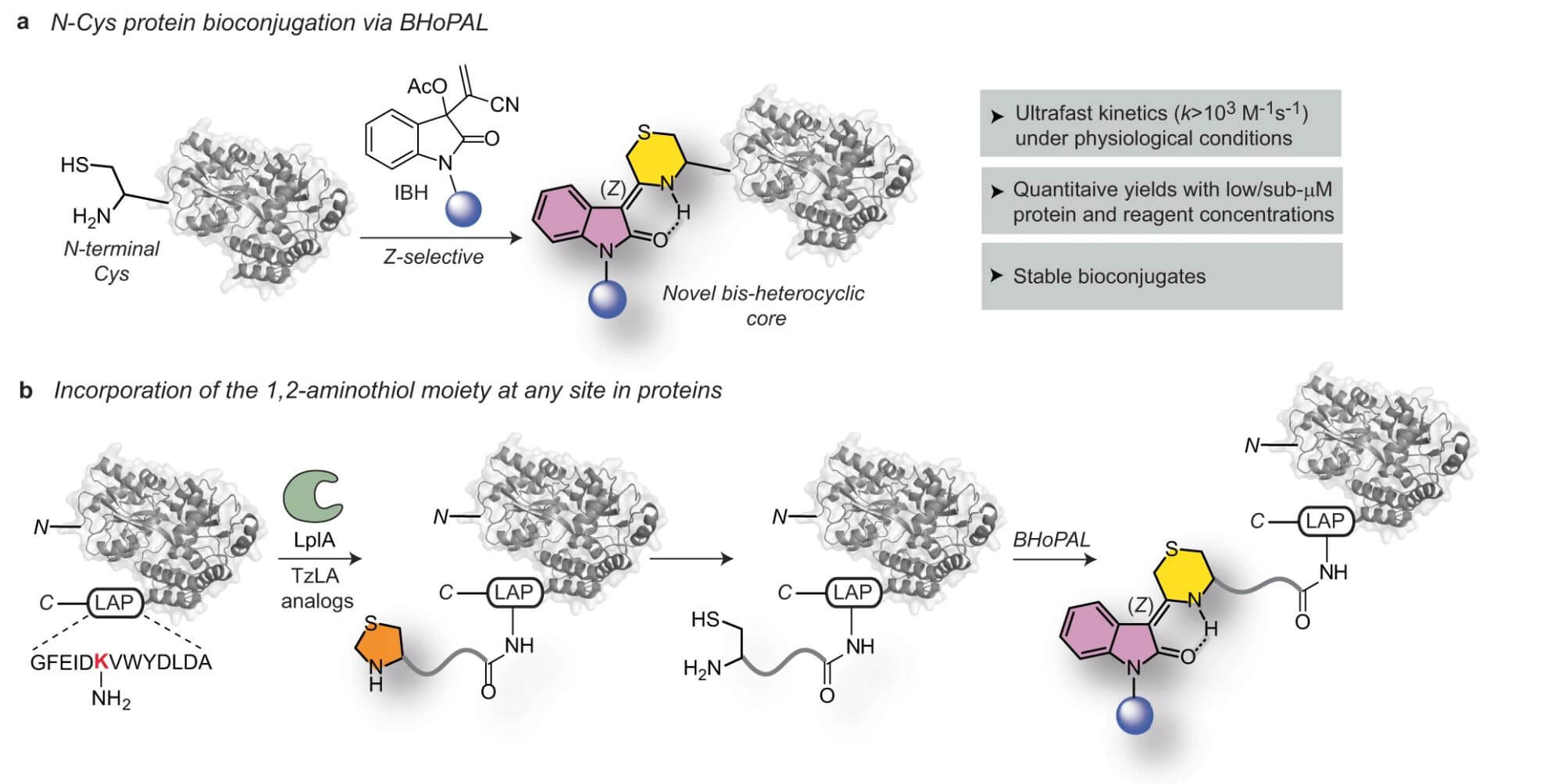 Figure 1: The BHoPAL Strategy: Baylis Hillman Orchestrated Protein Aminothiol Labeling for Chemoselective Bioconjugation of 1,2-Aminothiols in Proteins. (OA Literature)