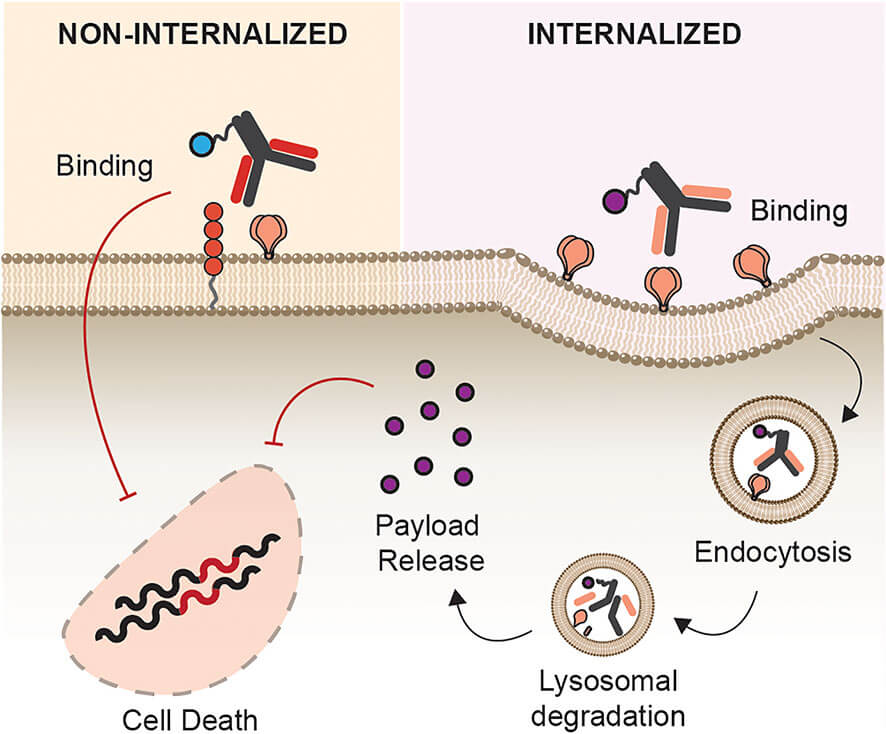 Figure 1: Site of Action. Antibody conjugates can exert their effects either within cells (intracellularly) or between cells (intercellularly) after binding to the antigen. (OA Literature)