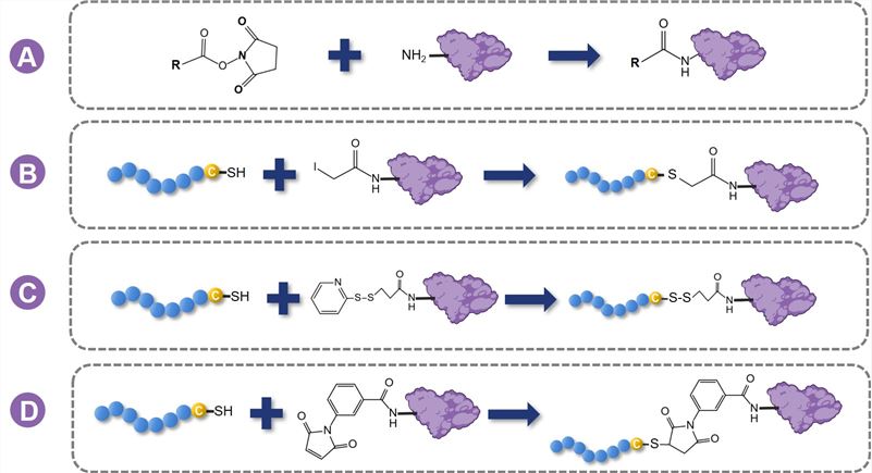 Fig.1 Precision peptide-protein bioconjugation approaches. (Creative Biolabs Original)
