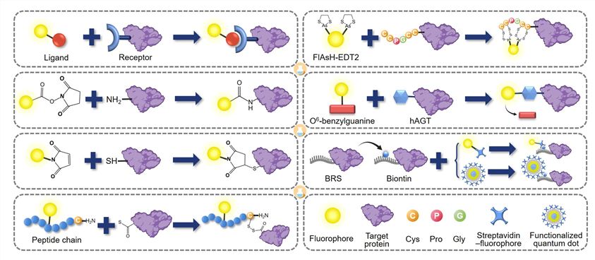 Fig.1 Techniques for fluorescent protein labeling. (Creative Biolabs Original)