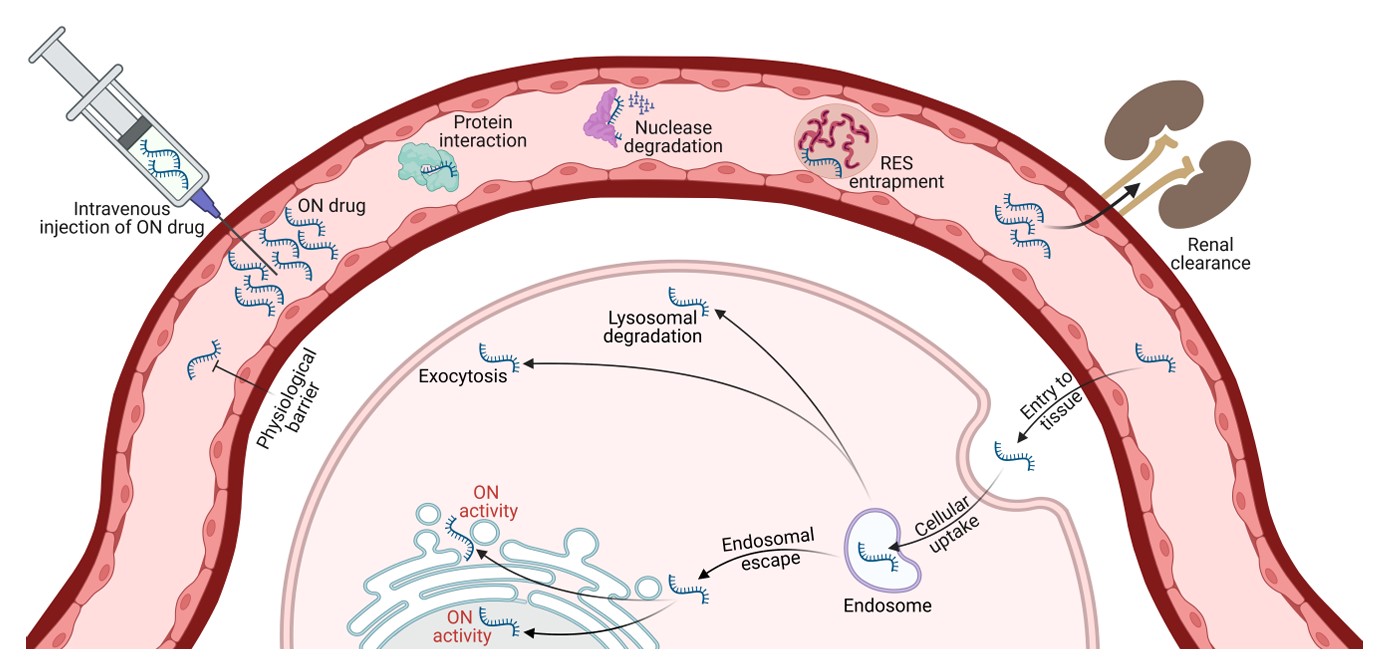 Fig.1 The delivery problems faced by systemically-administered oligonucleotide drugs. (OA Literature)