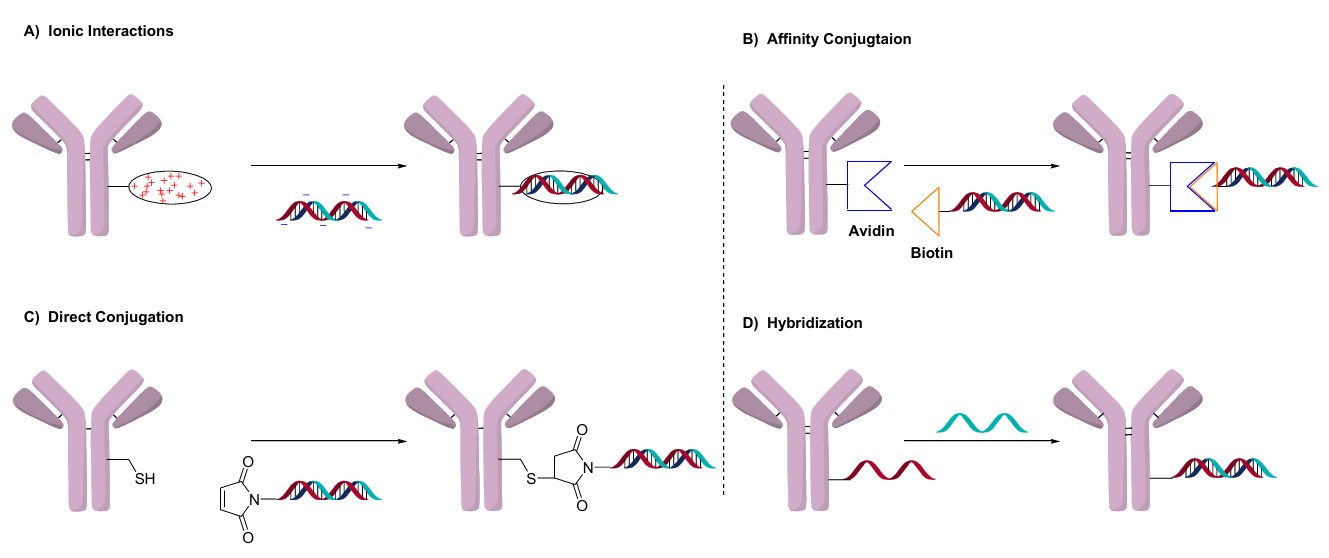 Fig.1 Strategies for linking antibodies to oligonucleotides. (OA Literature)