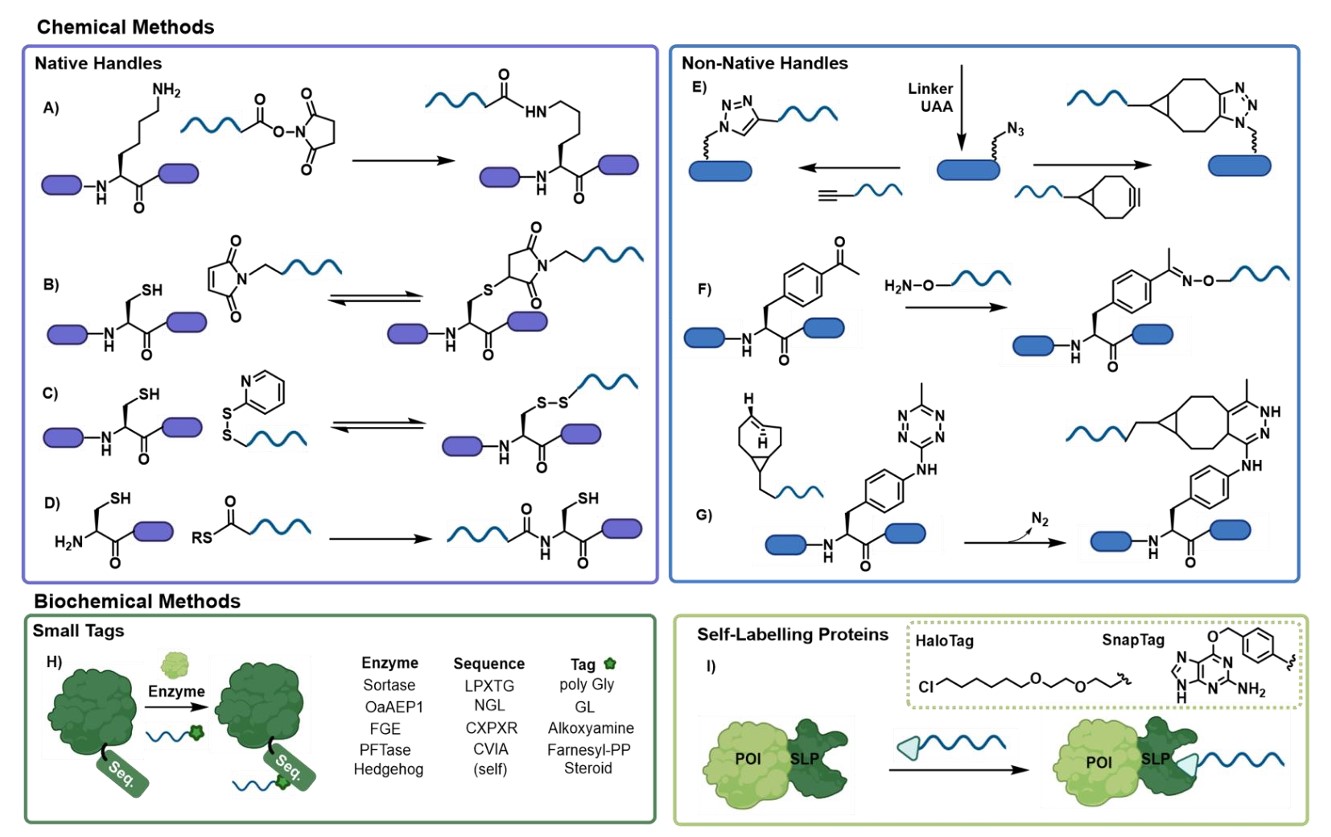 Fig.1 Strategies for the chemical coupling of proteins and oligonucleotides. (OA Literature)