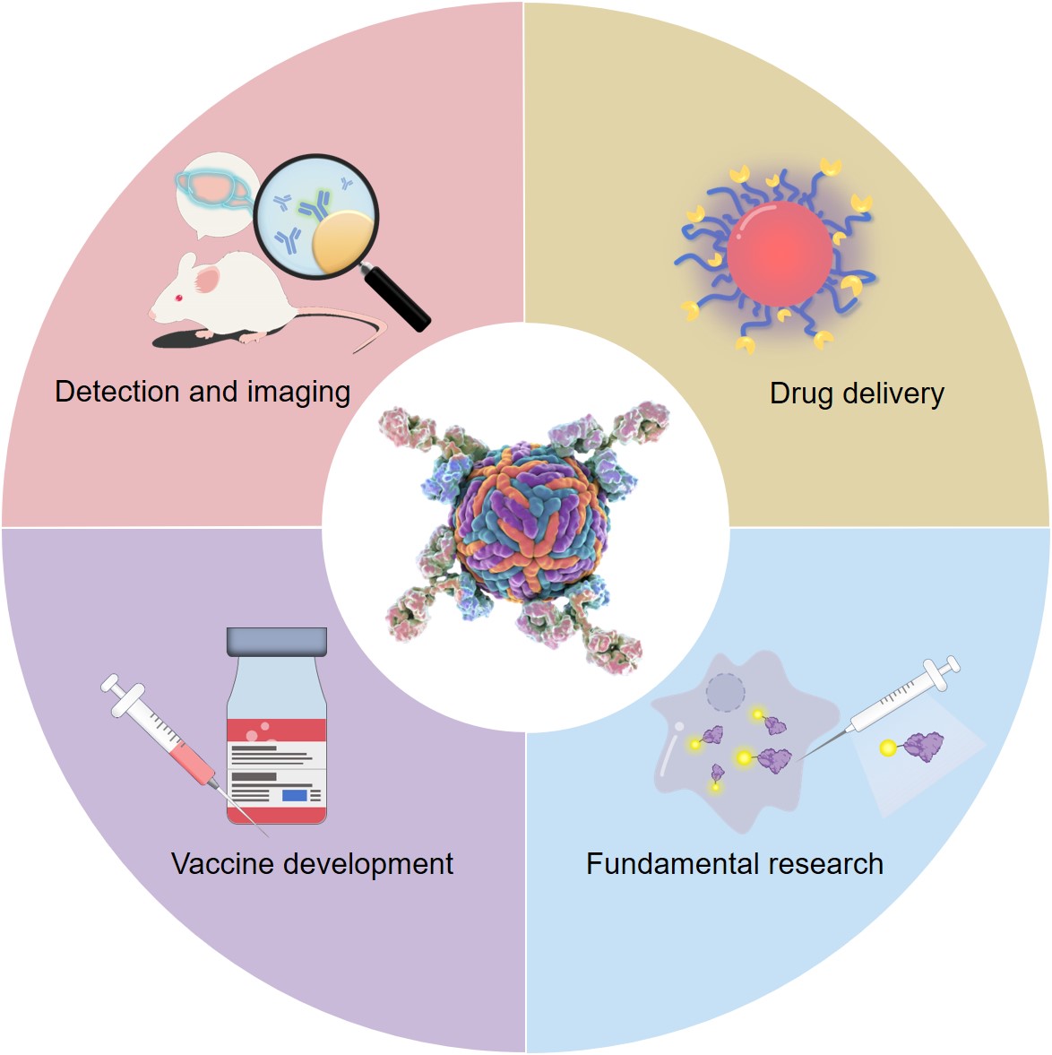 Schematic illustrating the various applications of protein conjugates. (Creative Biolabs Original)
