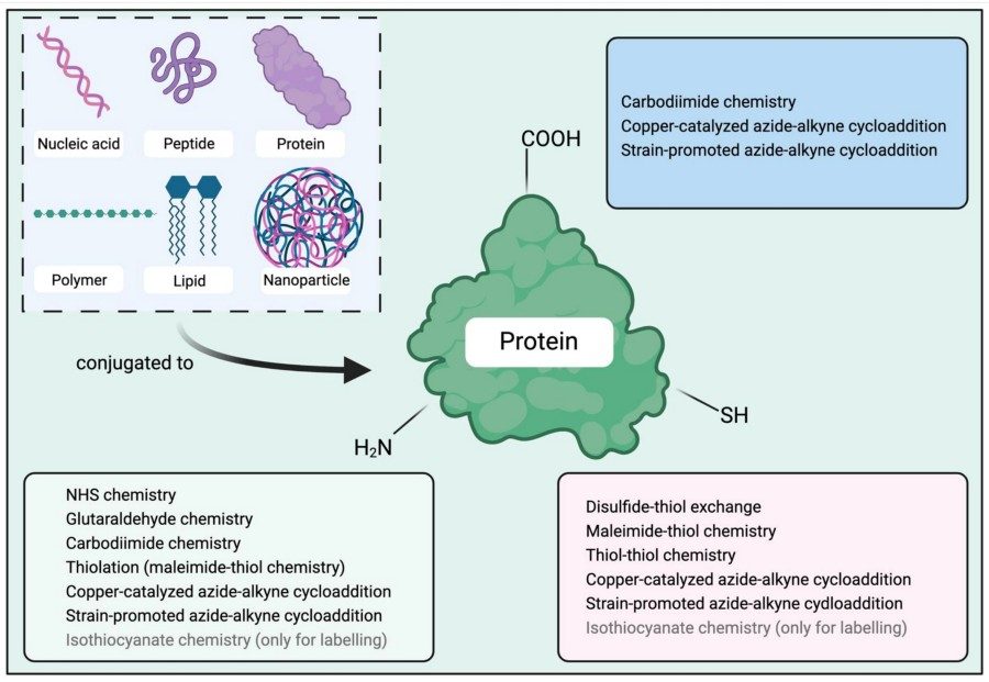 Figure 1. Conjugation strategies targeting different functional groups of proteins. Compounds, such as nucleic acids, peptides, proteins, polymers, lipids, and nanoparticles, can be conjugated to proteins via methods that target the amine, thiol, or carboxyl groups of proteins. NHS, N-hydroxysuccinimide. (OA Literature)