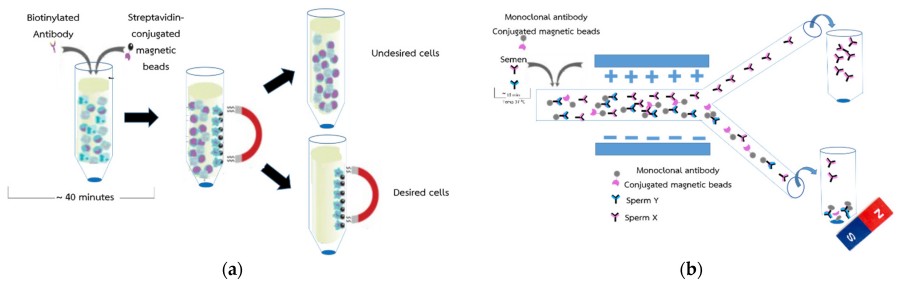 Figure 1. Conceptual overview of sperm sorting by X and Y chromosomes: (a) illustrates the method for protein separation efficiency using magnetic beads, and (b) depicts the method for sperm separation efficiency using magnetic beads. (OA Literature)