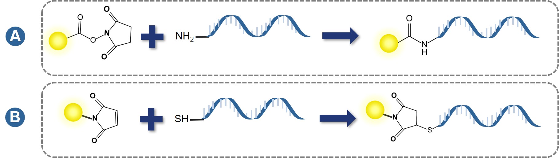 Fig. 1 Fluorescence labeling of nucleic acids. (Creative Biolabs Original)