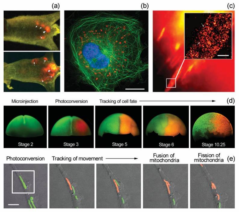 Fig. 2 Applications of GFP-like proteins. (Wiedenmann, et al., 2009)