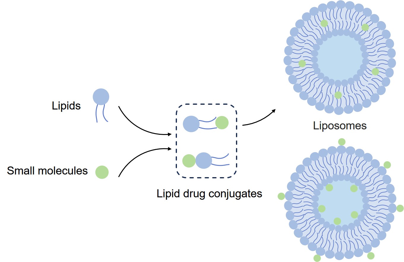 Fig.3 Conjugation strategies for liposomes and small molecules. (Creative Biolabs Original)