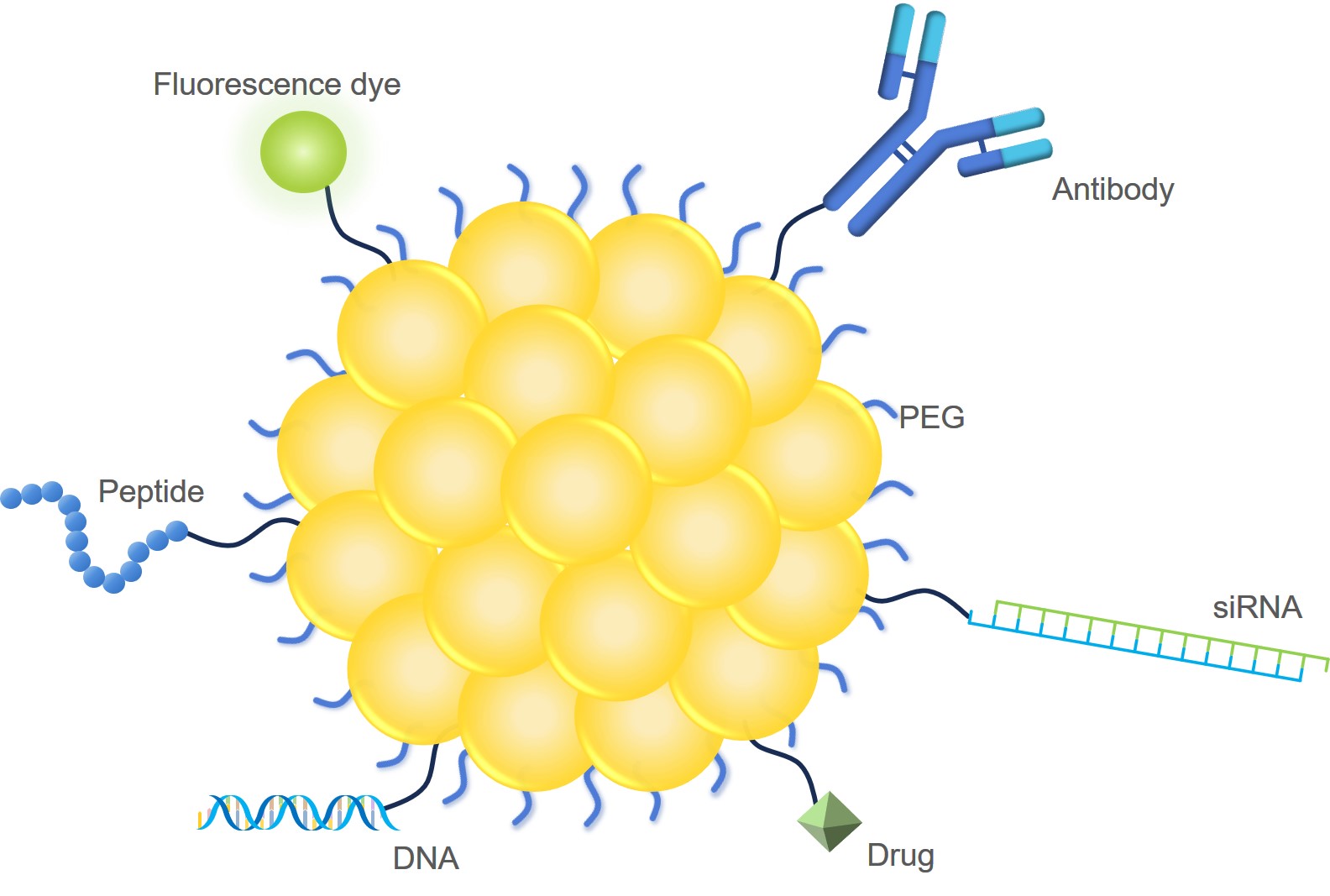 Fig.1 Representation of an AuNP for theranostics. (Creative Biolabs Original)