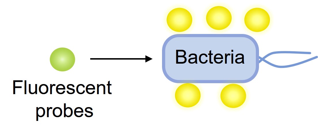 Fig.1 The fluorescent probes for bacteria. (Creative Biolabs Original)