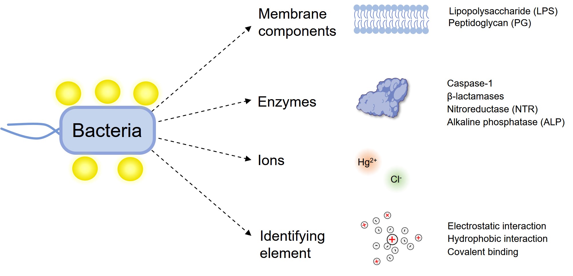 Fig.2 Bacterial identification strategies using fluorescent probes. (Creative Biolabs Original)