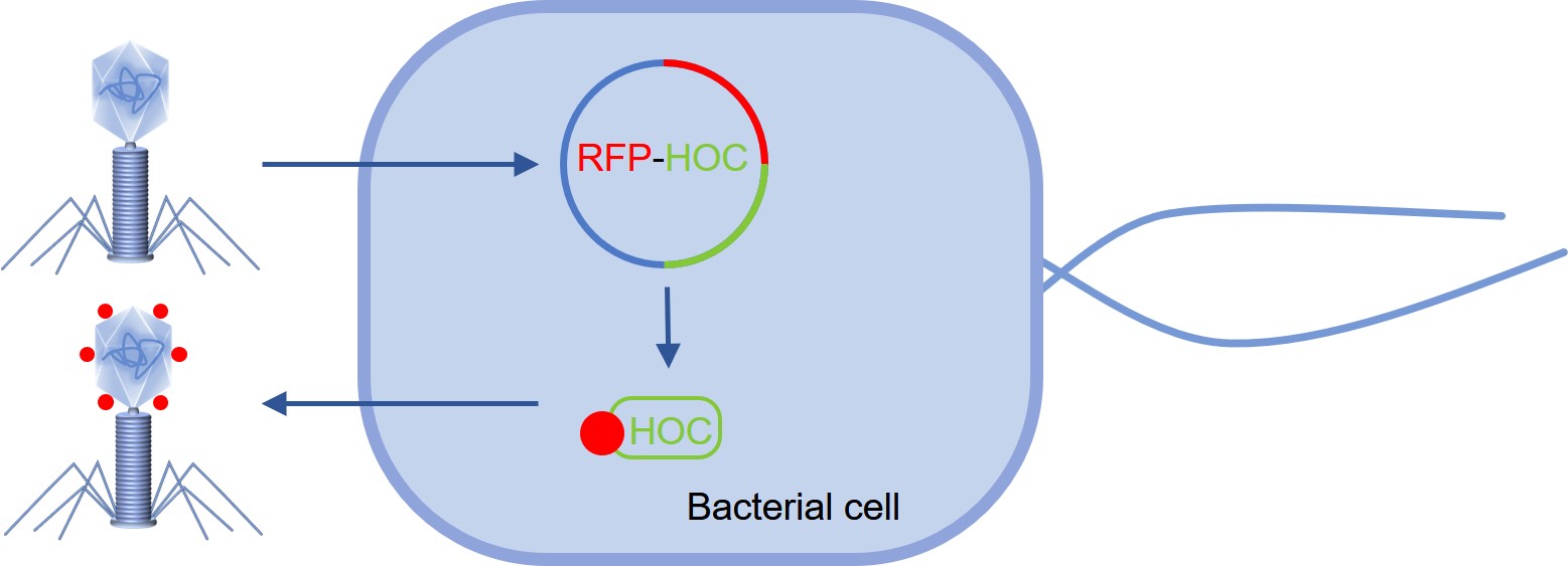 Fig.1 Scheme of RFP labeling of bacteriophages by bacteriophage display method. (Creative Biolabs Original)