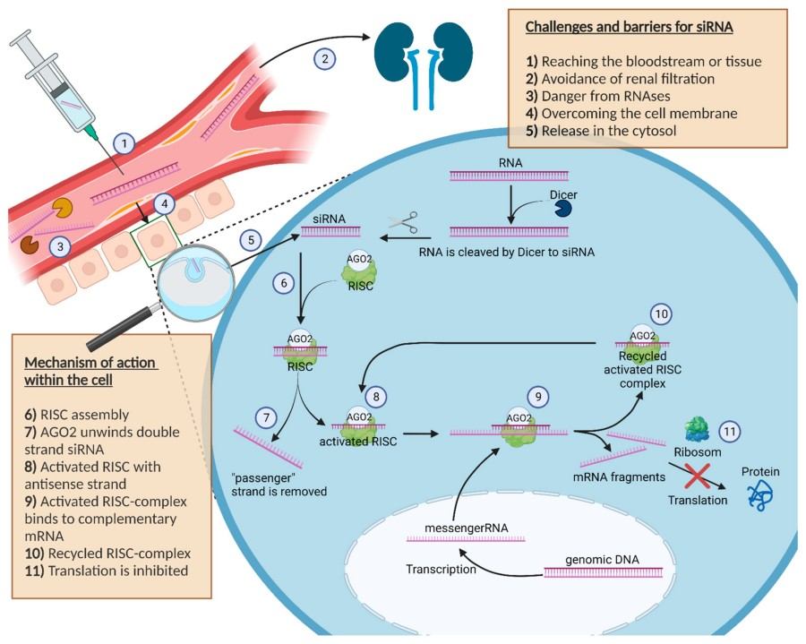 Figure 1. Schematic representation of the challenges, obstacles, and the action mechanisms of siRNA within the cell. (OA Literature)