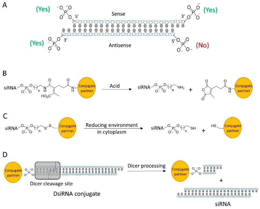 Figure 1: (A) siRNA is equipped with four terminal phosphate groups available for modification, though only three of these sites are suitable for bioconjugation. (B) An acid-sensitive linker that can be cleaved in acidic conditions. (C) A disulfide linker that is cleaved within the cytosol, resulting in the release of siRNA. (D) The DsiRNA conjugate undergoes processing by Dicer, leading to the release of mature siRNA. (OA Literature)