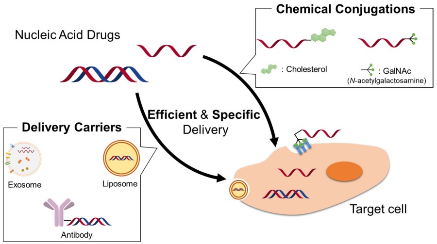 Figure 1. Schematic representations of delivery carriers and chemical conjugation methods for nucleic acid therapies. (OA Literature)
