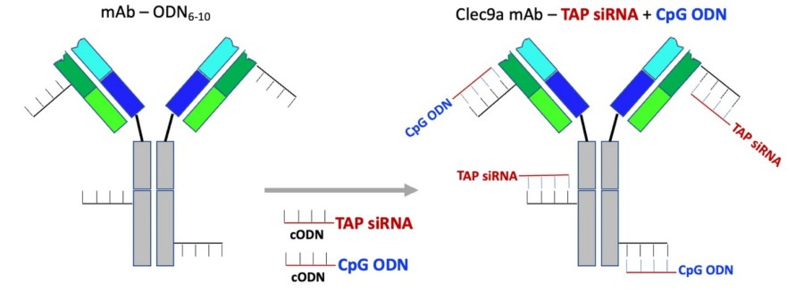Figure 1: The Clec9a antibody is conjugated with CpG ODN and TAP siRNA. This is achieved by hybridizing an equimolar mixture of CpG ODN and TAP siRNA to the oligonucleotide-modified Clec9a antibody. (OA Literature)