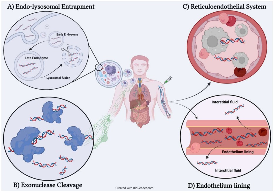 Fig.1 The impact of four biological barriers on therapeutic oligonucleotide function. (OA Literature)