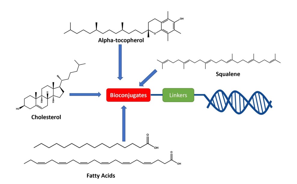 Fig.2 The typical molecular framework of an oligonucleotide-small molecule conjugate. (OA Literature)
