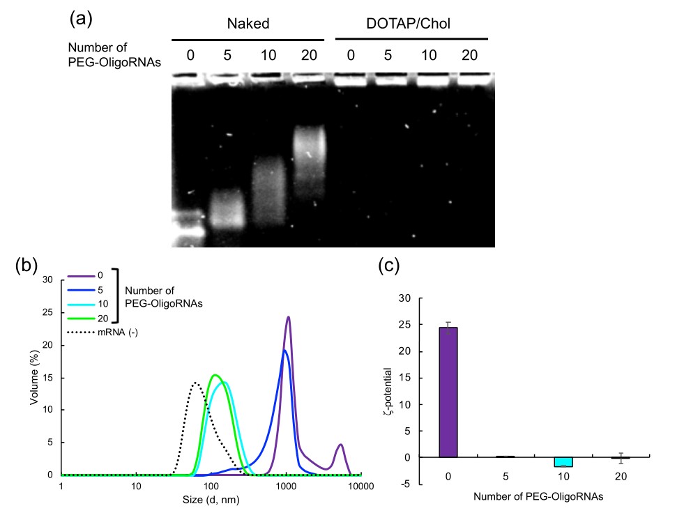 Fig 1. Characterization of Conjugation of PEG to OligoRNAs. (Kurimoto, et al., 2019)
