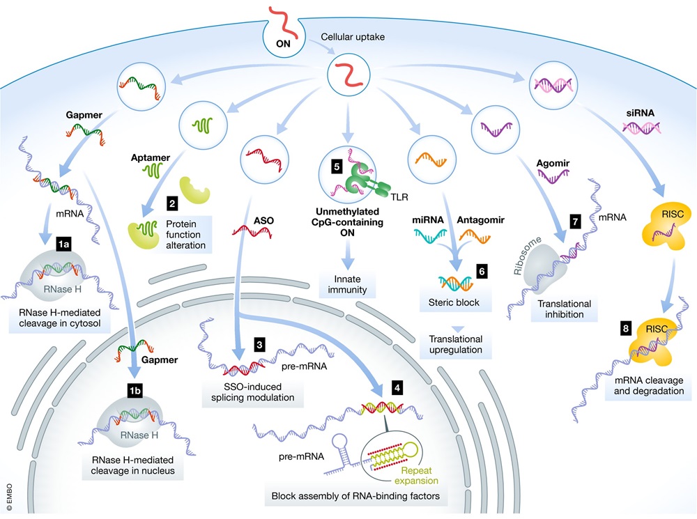 Fig.1 The action mechanism of different types of oligonucleotides in cells.