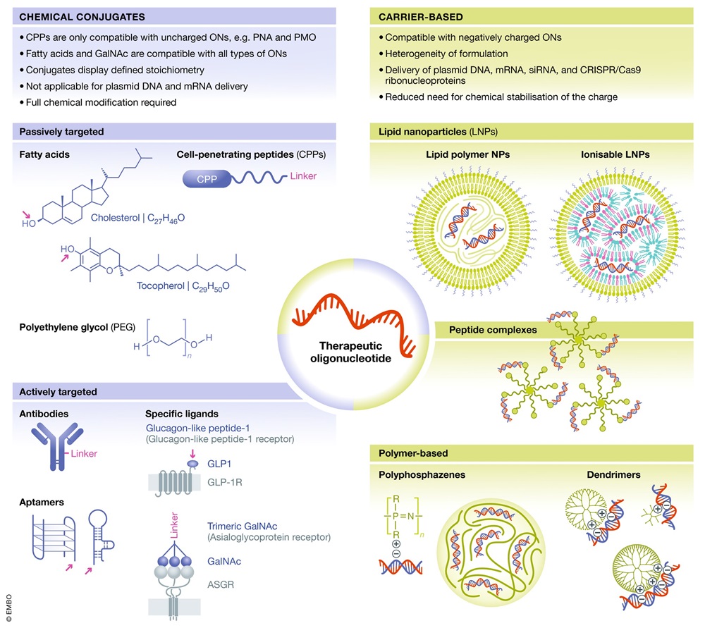 Fig.2 Different delivery strategies for oligonucleotides based on conjugation.