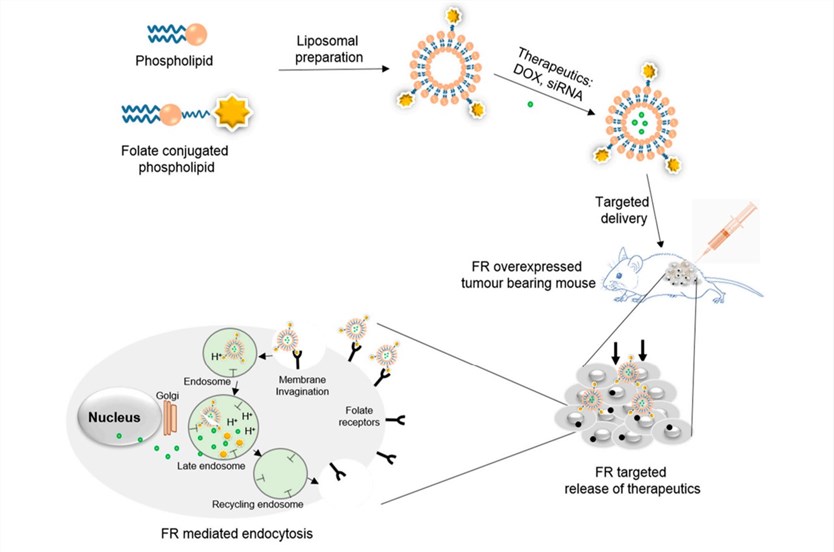 Fig.1 Schematic representation exemplifying the preparation of folate-conjugated liposomes and targeted delivery of therapeutics via FR-mediated endocytosis. (OA Literature)